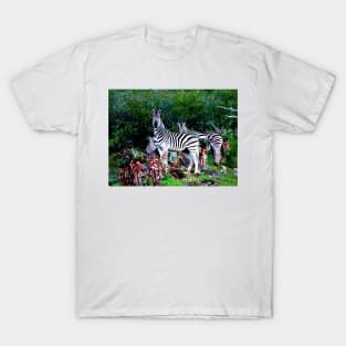 African Wildlife Photography Zebra Aloe T-Shirt